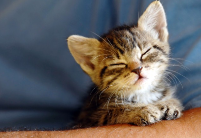 졸린 것 같은 아기 고양이.