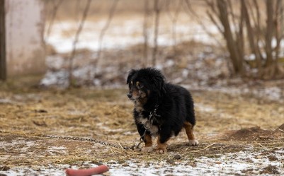 동남아 국가들의 유기동물 대응 실태