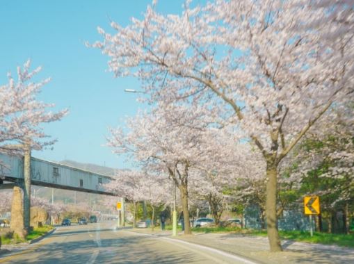 동해 벚꽃