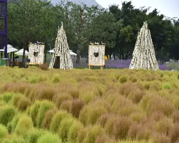 인제 가을꽃축제_27