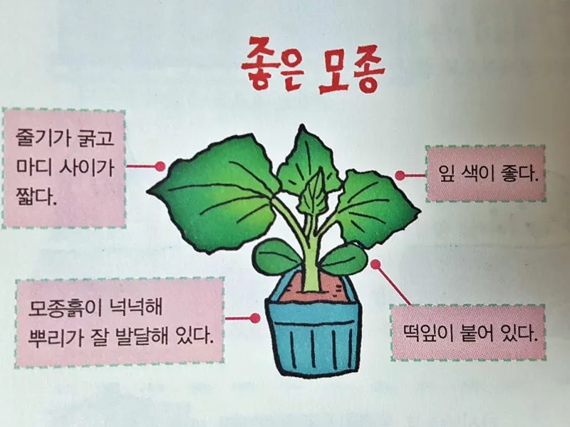 모종 고르는 법 줄기 굵기 잎색 뿌리상태 병해 흔적 확인_2