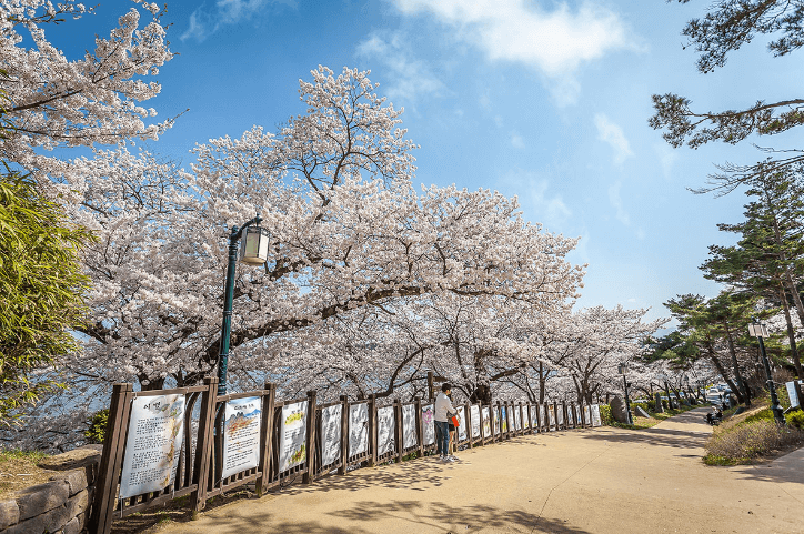강릉 벚꽃축제