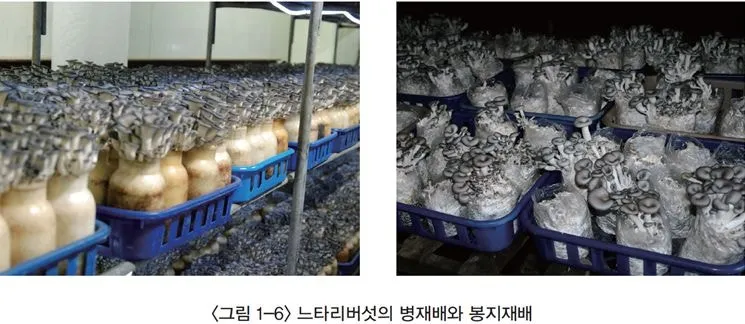 느타리버섯 재배 배지 수분 온도 관리 초보 성공_6