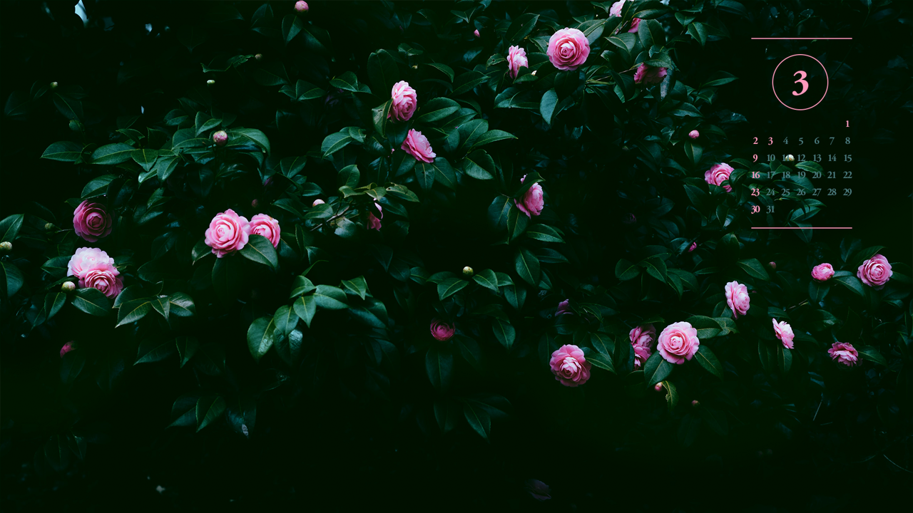 10 동백꽃나무 A - 2025년3월 노트북배경화면