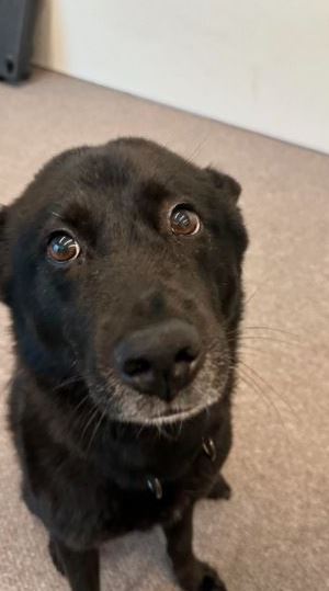 강형욱 SNS 재개 갑질 논란 해명