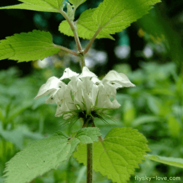 광대수염, 광대수염꽃