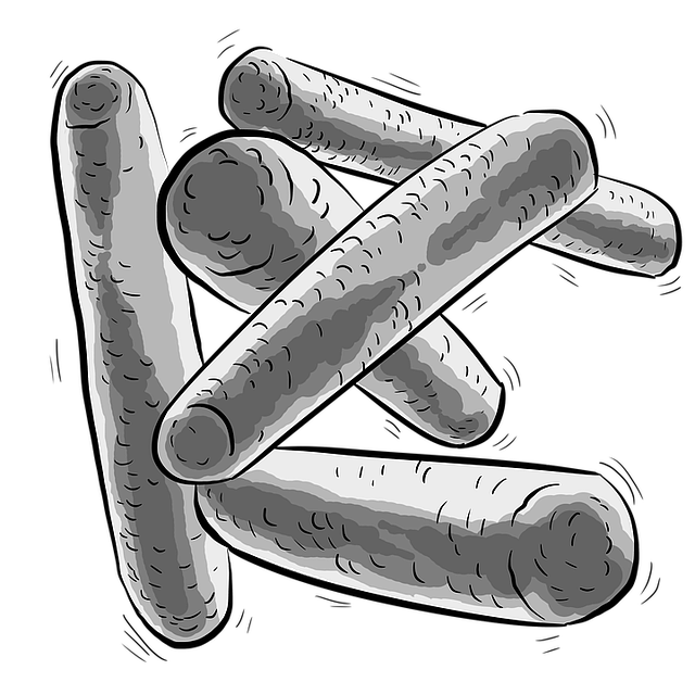 유산균이 살을 빼준다 장내세균과 체중 감량 연구 근거 분석