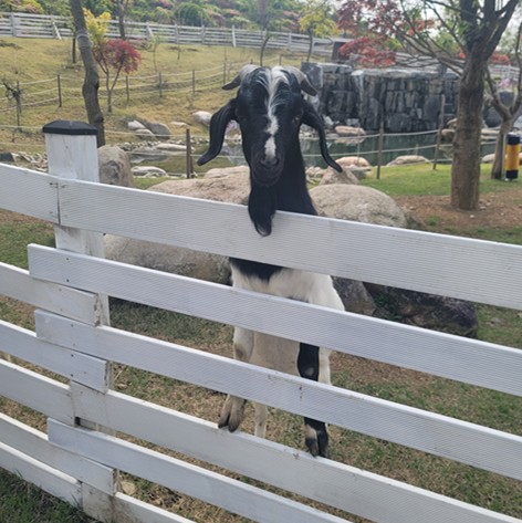 가평 베고니아 새정원 - 아이와 가볼만한 곳 추천, 후기