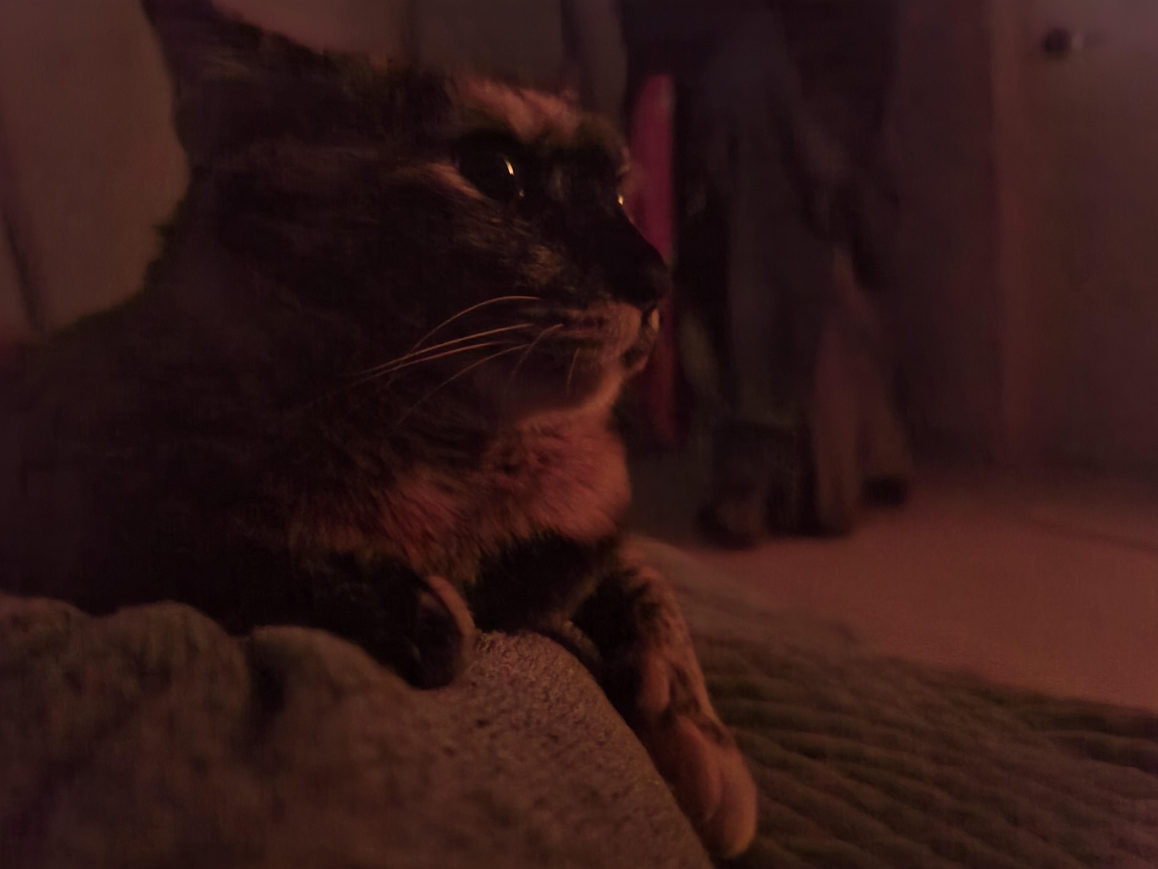 베개에 걸터앉아서 엄마배에 꾹꾹이하는 사랑이 (feat.엄마 팔에 안겨있는 사랑이)