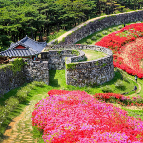 2025 고창 청보리밭 축제