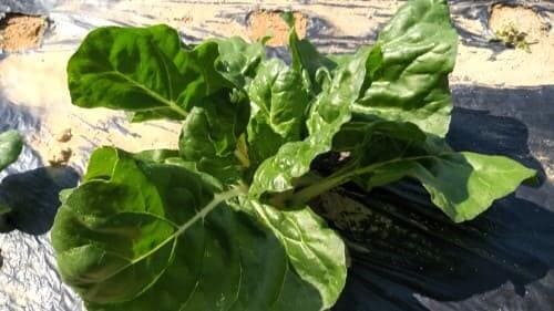 근대재배-솎음작업-근대-수확