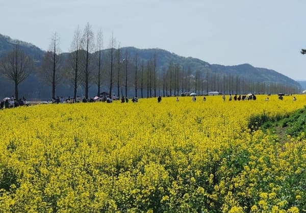 창녕 낙동강 유채꽃축제 ❘ 국내 최대 유채꽃밭! 일정, 명소, 즐길 거리, 꿀팁 총정리