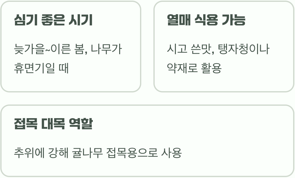 초보 정원사를 위한 탱자나무 키우기, 묘목 심기부터 월동까지 A to Z