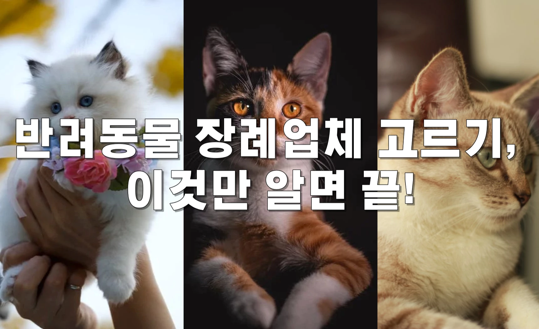 반려동물 장례업체 고르기&#44; 이것만 알면 끝!