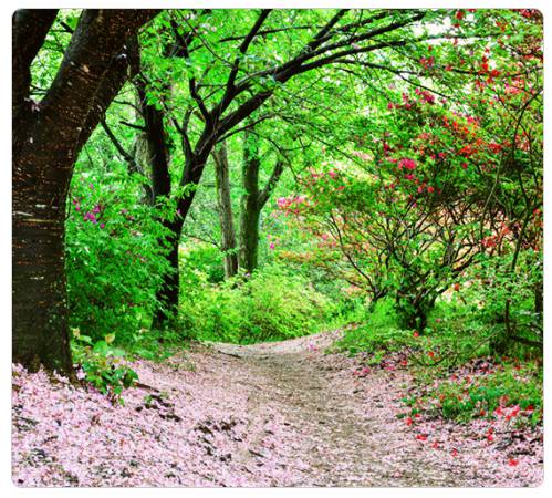 강원 세계산림엑스포 