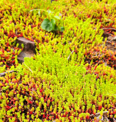 홍도에서 본 특이한 식물