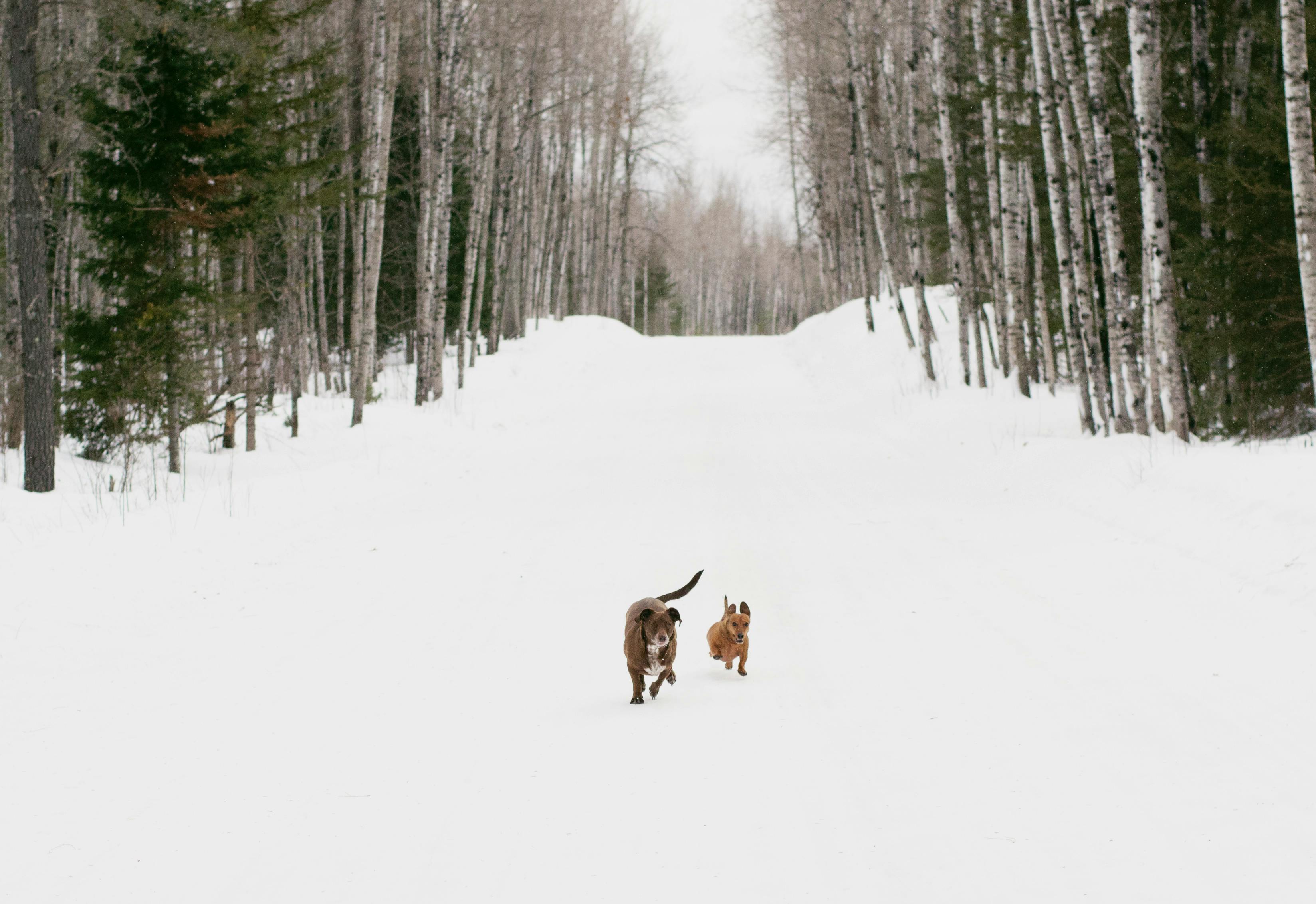 2025 설날 임시공휴일 휴무안내