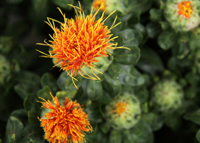 주황색 홍화꽃이 피어있다