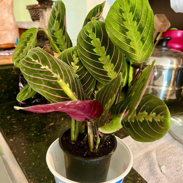 마란타 레우코네우라