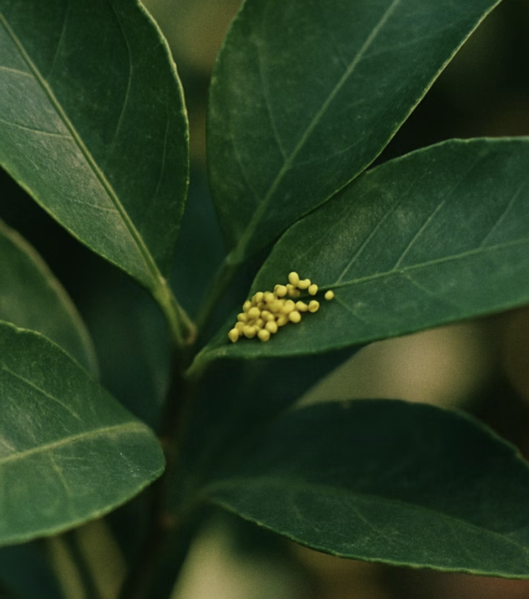 보물찾기, 꼬물이의 첫 식당을 찾아라