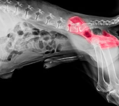 강아지 고관절 이형성증 원인, 예방법 수술 전 확인