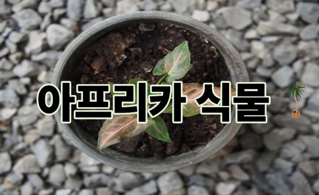 아프리카식물