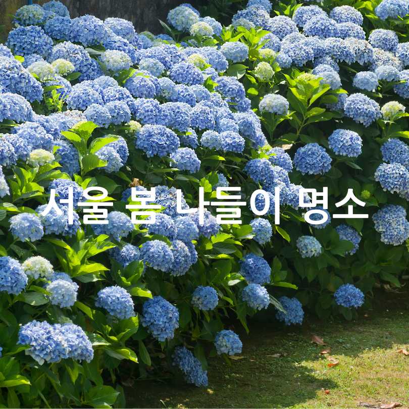 서울식물원 낭만수국전