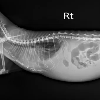강아지 복막염 원인과 치료 방법_15