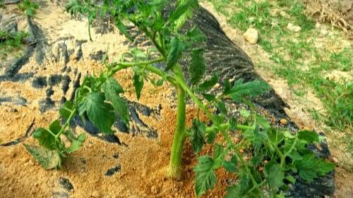 토마토-방울토마토-곁가지-아주심기-정식방법
