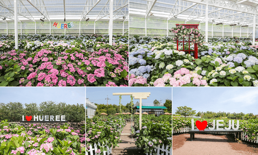 휴애리수국축제