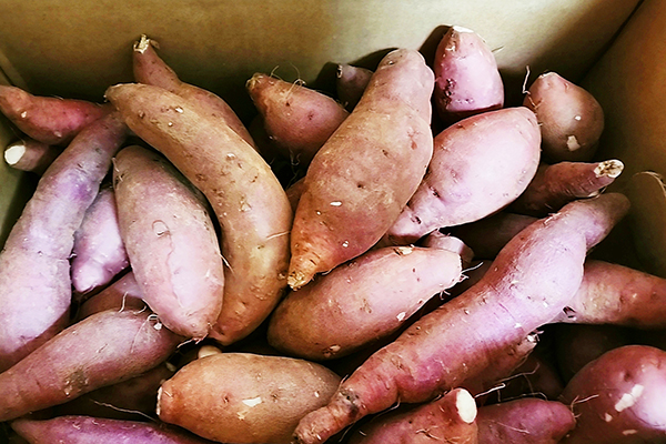 감기에 좋은 음식 고구마