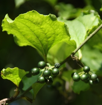 청가시덩굴 열매