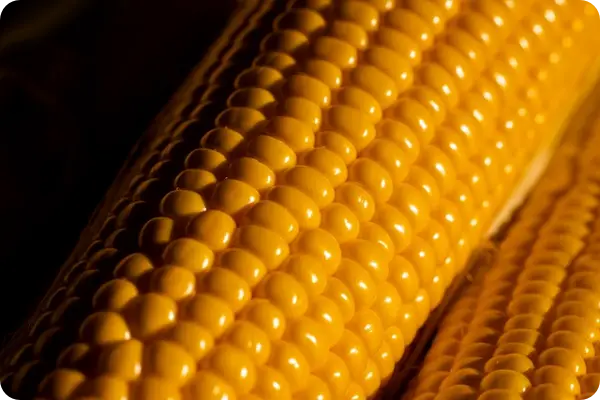 초당옥수수 삶기