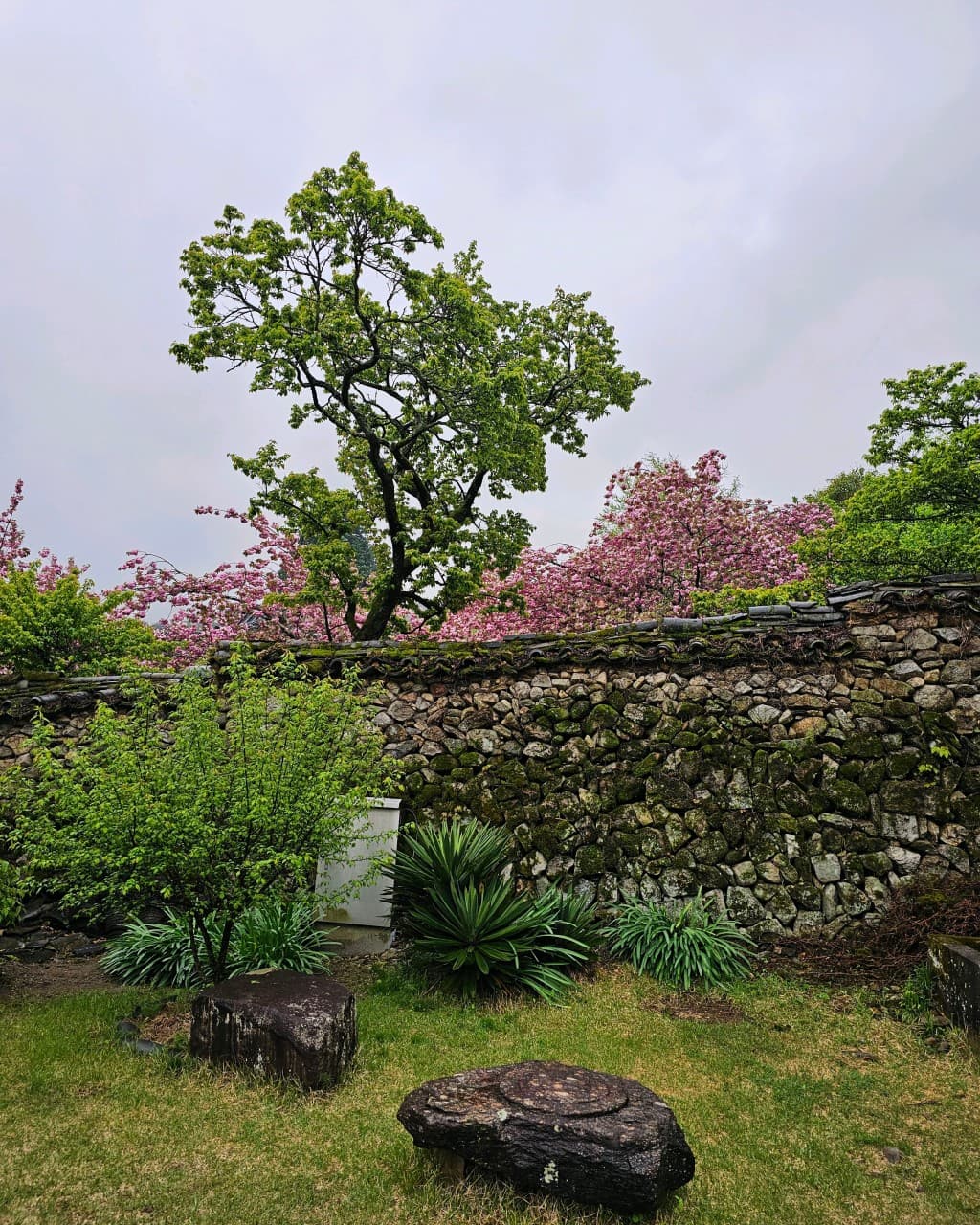 [4월 봄꽃 여행]순천 선암사❘진달래, 겹벚꽃, 홍매화, 개화시기