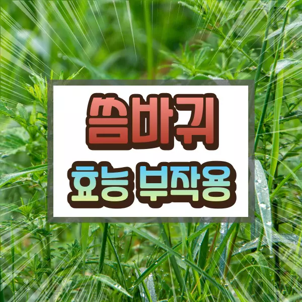 씀바귀 효능 부작용