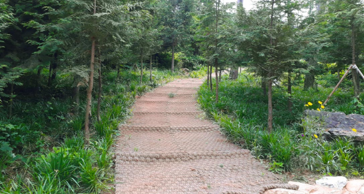 장흥 우드랜드 편백숲