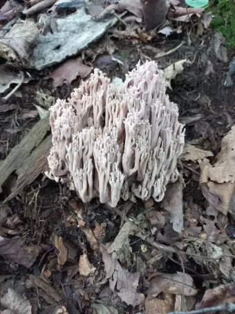 싸리버섯 채취시기종류 정보를 정리_21