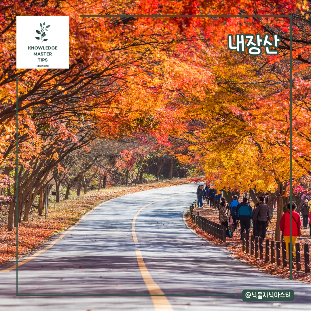 내장산 단풍