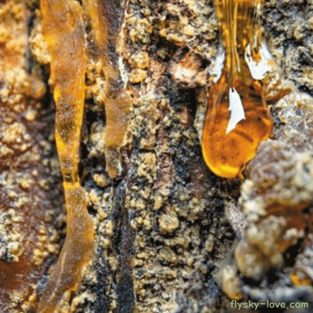 유향나무에서 흐르는 수액