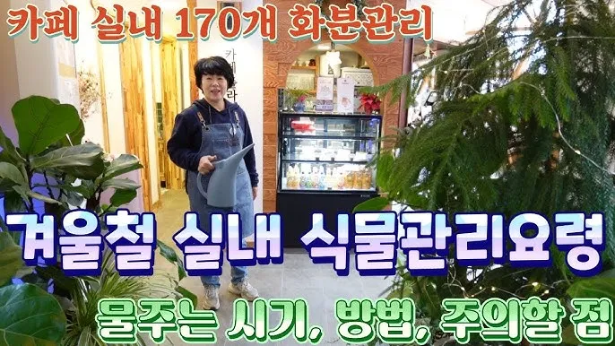 실내식물 물 주는 시간대 아침저녁차이 과습예방 통풍맞춰 관리_3