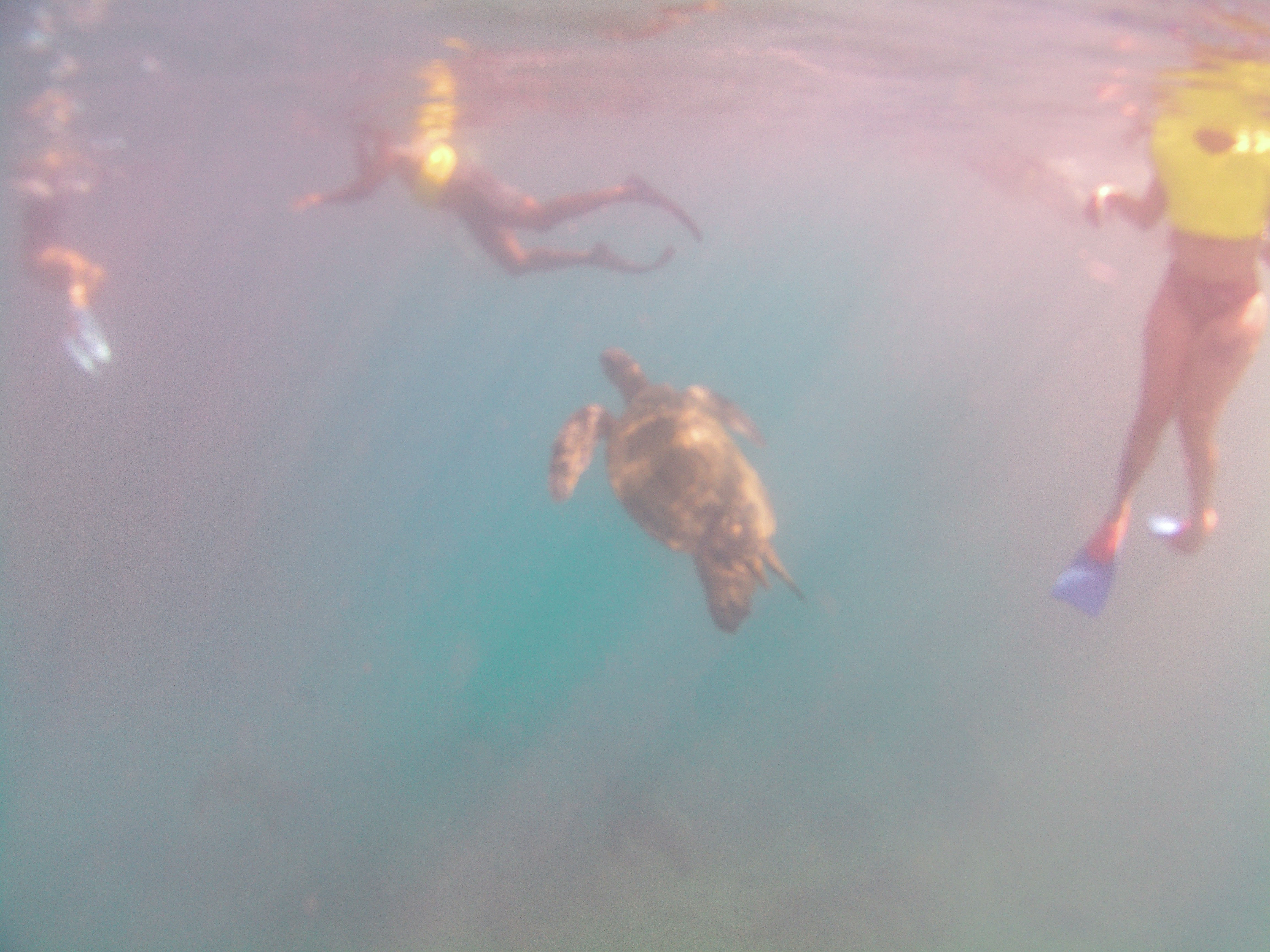 하와이거북이스노쿨링