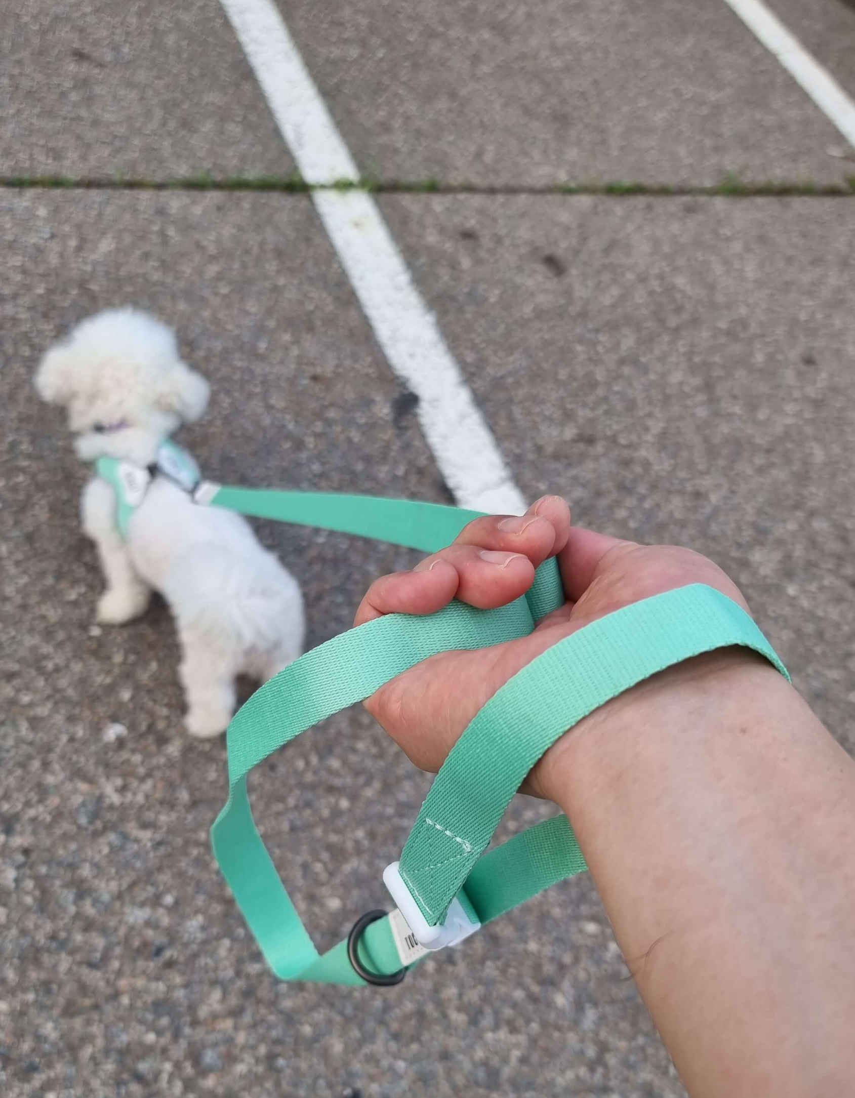 리드줄을 당기는 모습