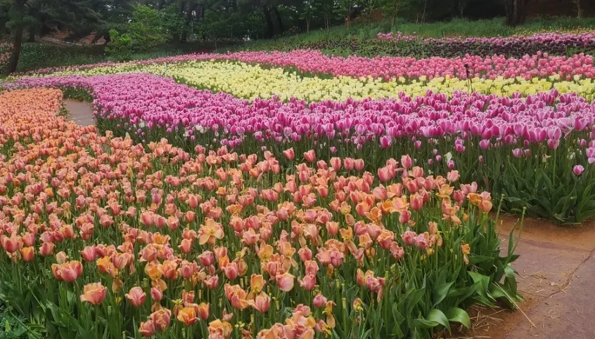 태안 튤립축제 주차장, 포토존, 입장료 안내