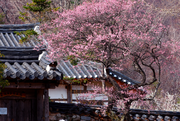 순천 선암사에 홍매화가 한가득 피어 있다.