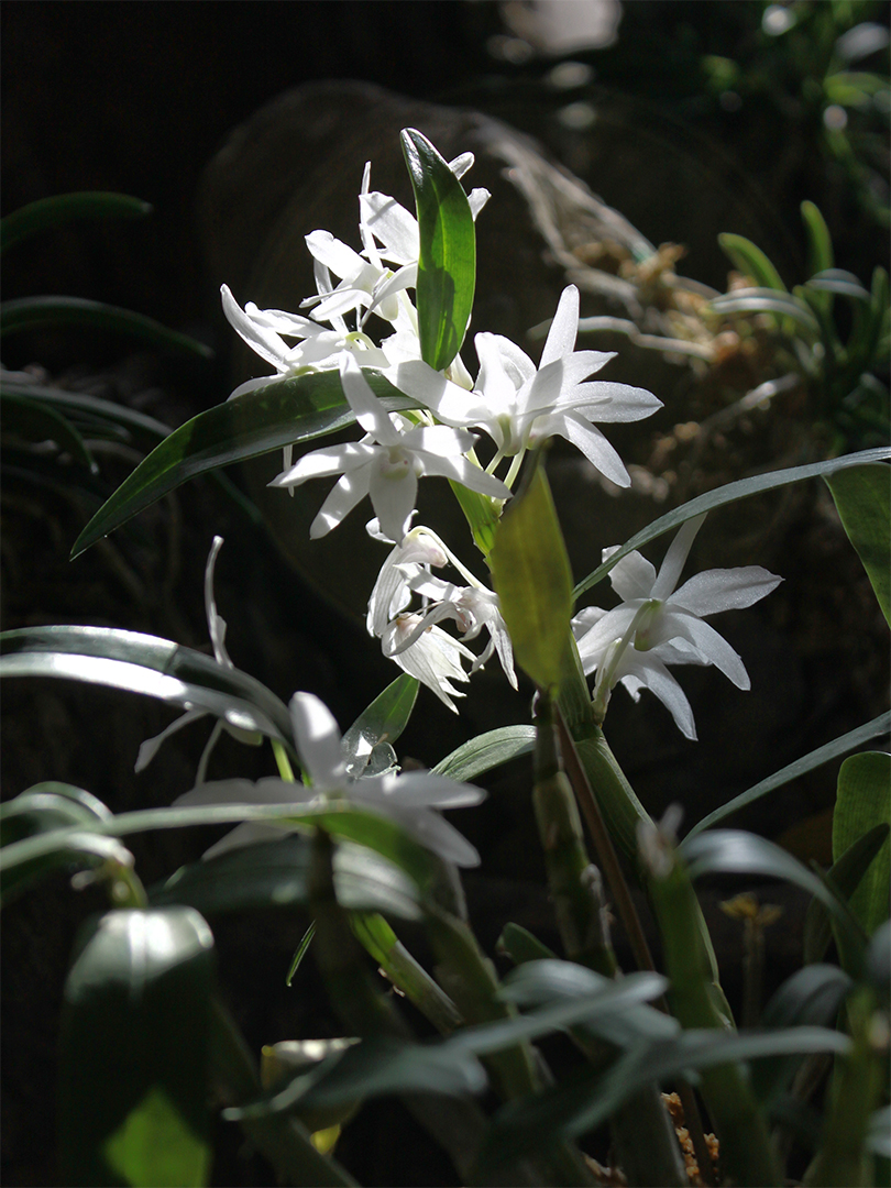 난, 풍란 저작권없는 고화질 무료이미지 다운로드