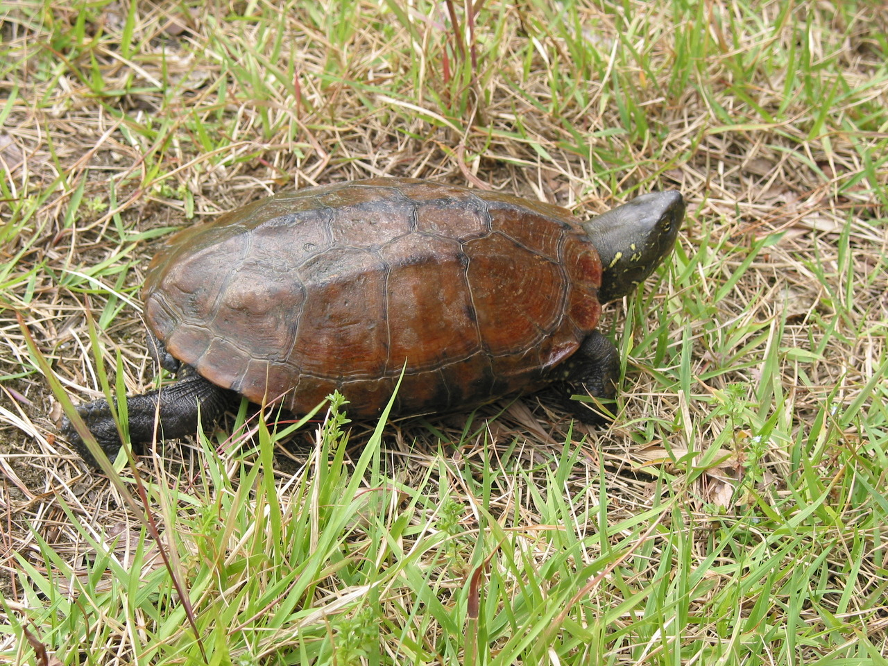토종거북 천연기념물 남생이