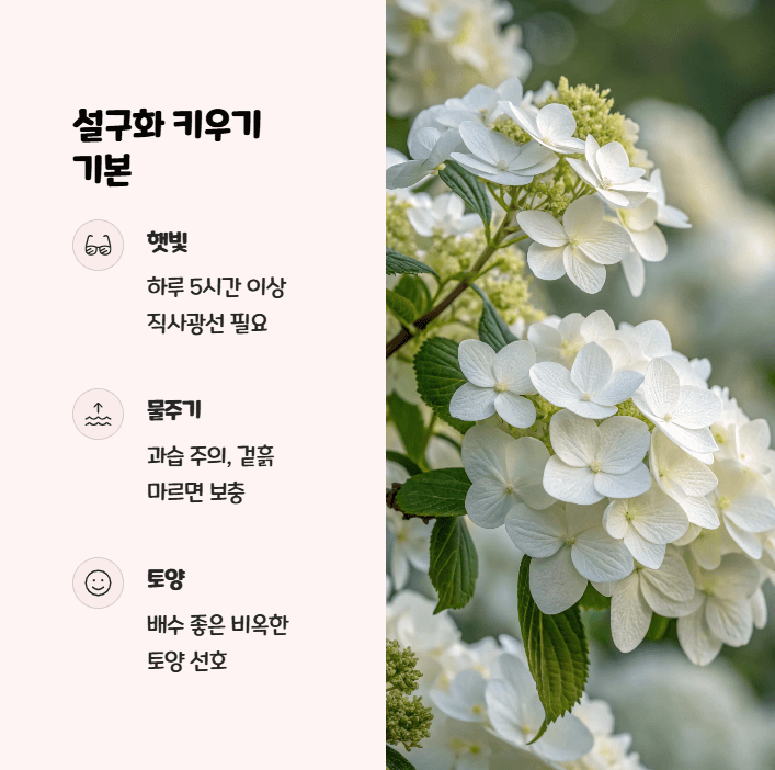 설구화 키우기