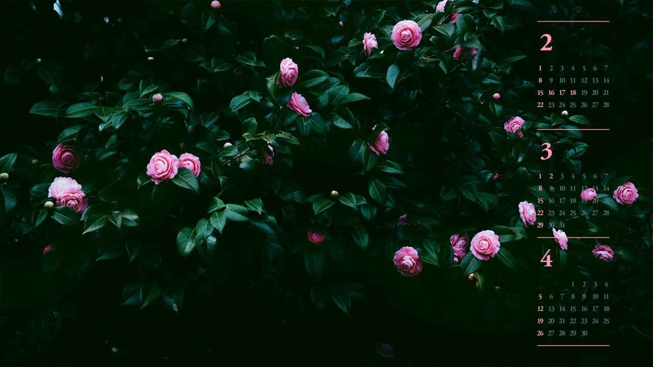 10 동백꽃나무 B - 2026년3월 달력배경화면