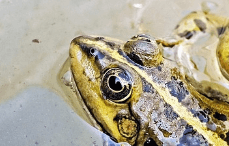 화장실에 개구리가 있는 꿈해몽