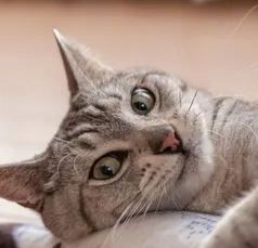 고양이의 요석증